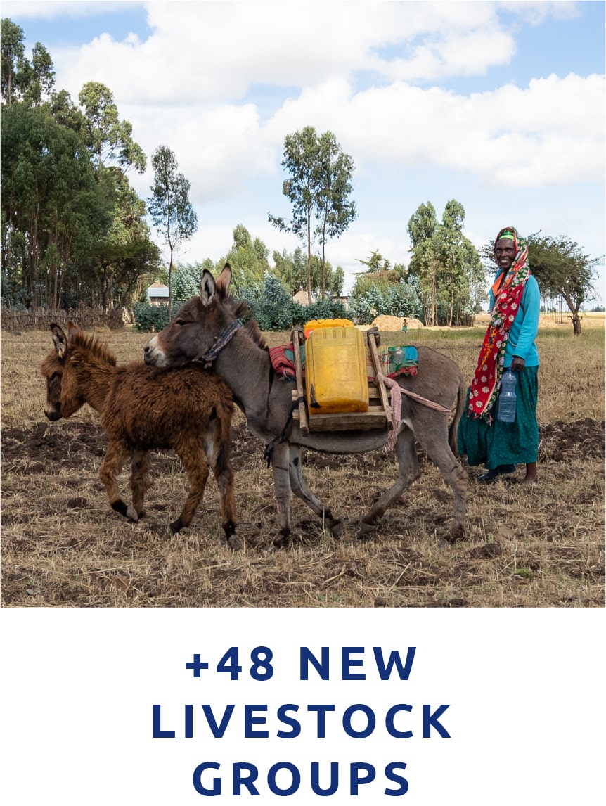 +48 new livestock groups